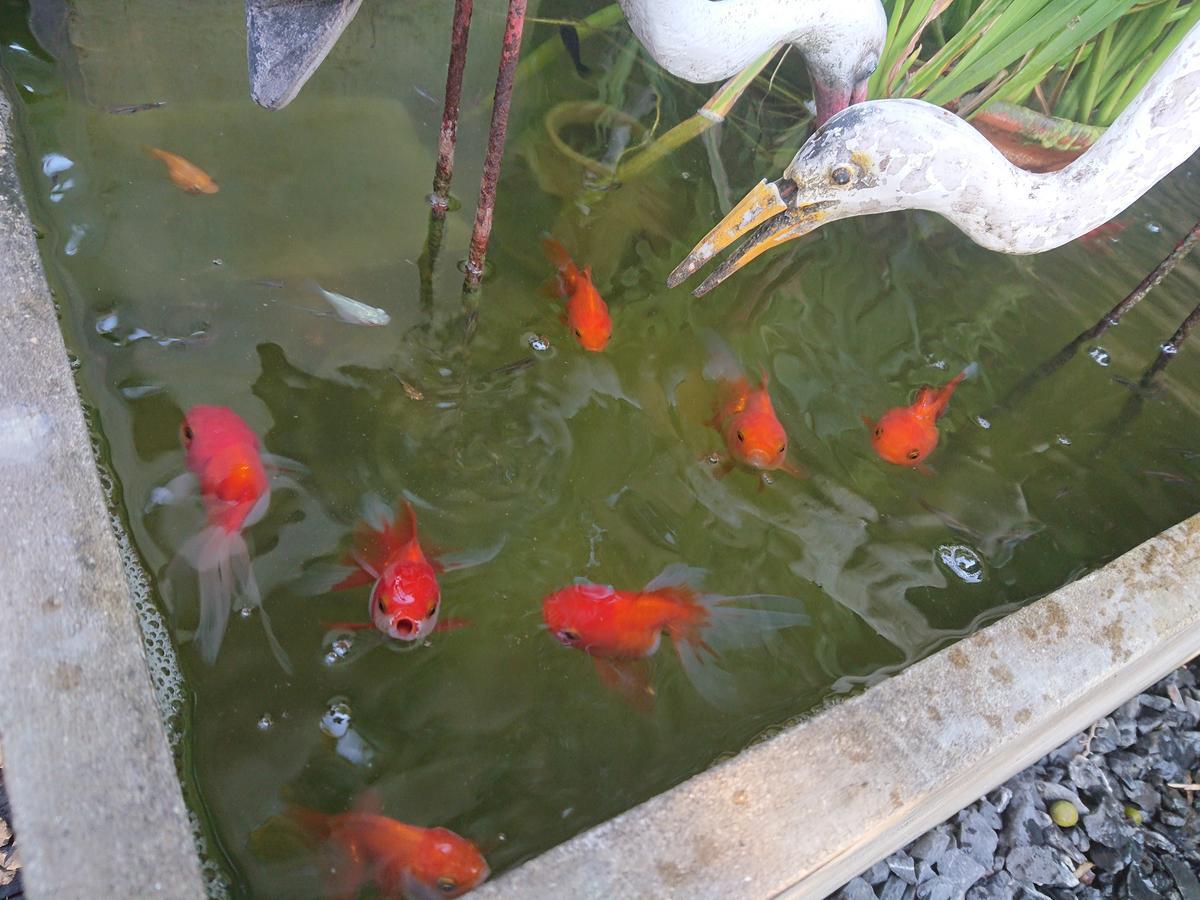 Lopburi Palm Resort Luaran gambar